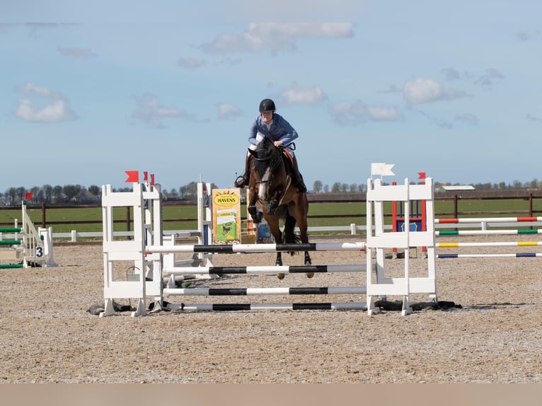 KWPN Wallach 8 Jahre 183 cm Dunkelbrauner in Warder