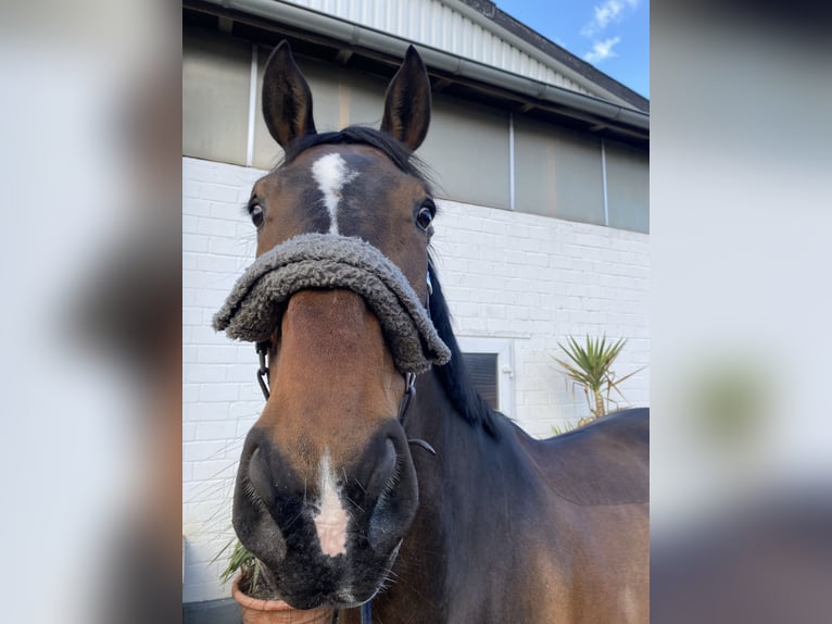 KWPN Wallach 8 Jahre  in Krefeld