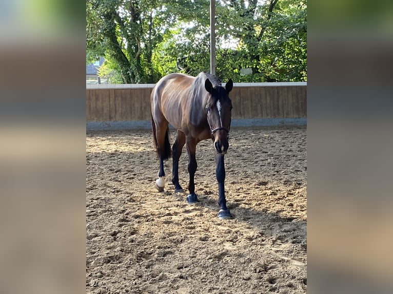 KWPN Wallach 8 Jahre  in Krefeld