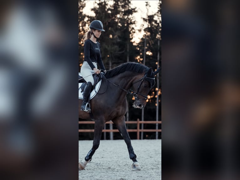 KWPN Wallach 8 Jahre Dunkelbrauner in Passau