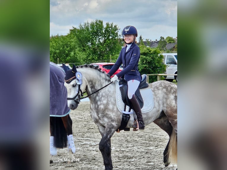 KWPN Wallach 9 Jahre 142 cm Schimmel in Münster