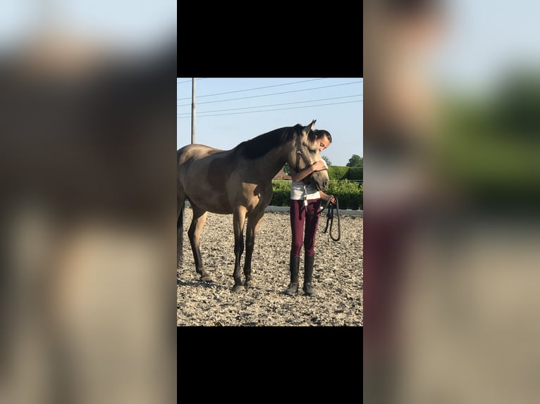 KWPN Wallach 9 Jahre 146 cm Buckskin in PeltOverpelt