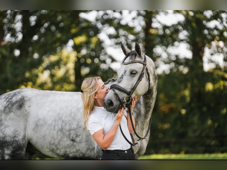 KWPN Wallach 9 Jahre 156 cm Schimmel in LochemLochem