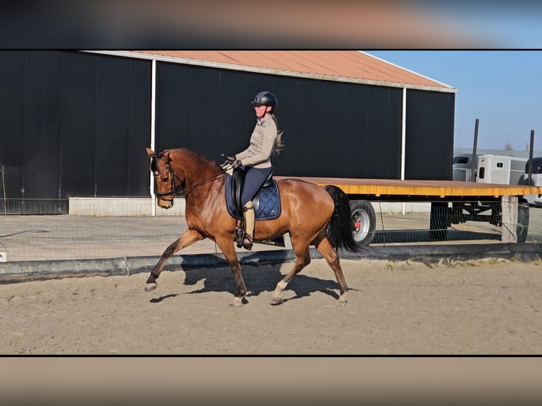 KWPN Wallach 9 Jahre 161 cm Brauner in Grijpskerke