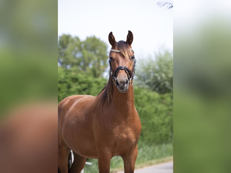KWPN Wallach 9 Jahre 161 cm Brauner in Grijpskerke