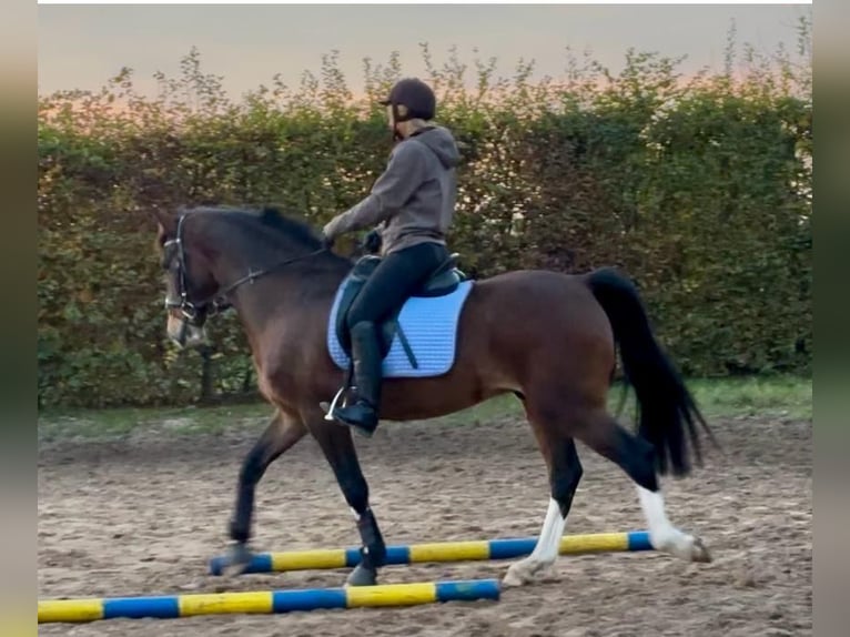 KWPN Wallach 9 Jahre 161 cm Brauner in Petershagen