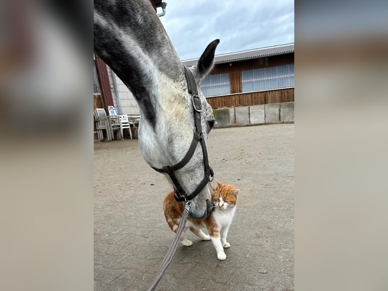 KWPN Wallach 9 Jahre 162 cm Schimmel in Lonsee