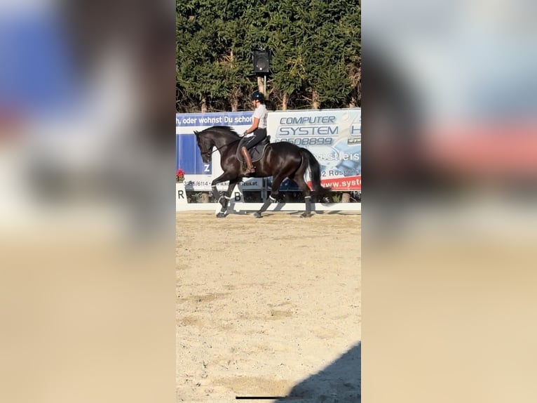 KWPN Wallach 9 Jahre 162 cm Schwarzbrauner in Anger