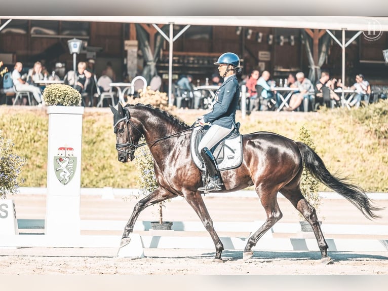 KWPN Wallach 9 Jahre 162 cm Schwarzbrauner in Anger