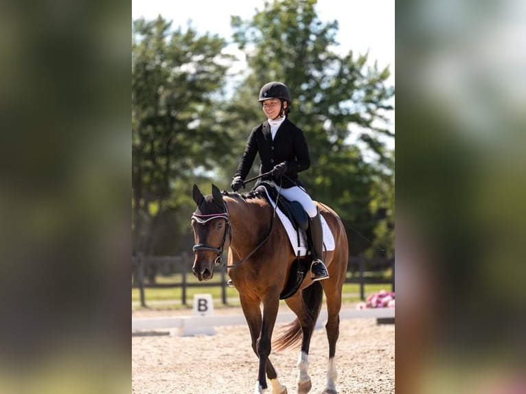 KWPN Wallach 9 Jahre 163 cm Rotbrauner in St-Jean-sur-Richelieu, Quebec