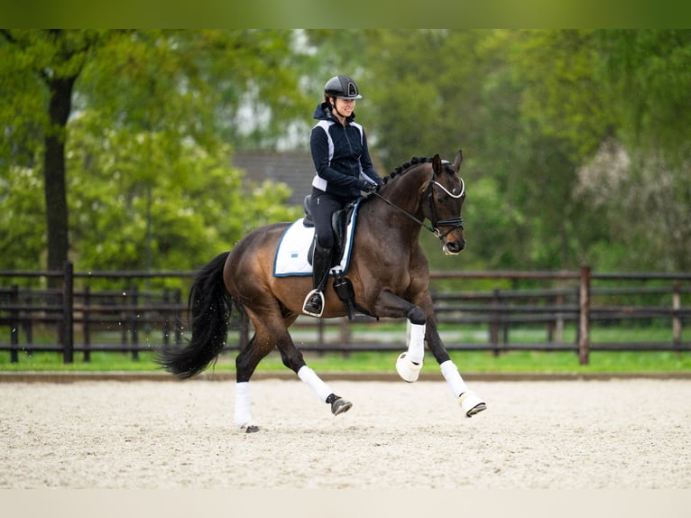 KWPN Wallach 9 Jahre 164 cm Dunkelbrauner in Mol
