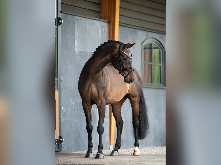 KWPN Wallach 9 Jahre 164 cm Dunkelbrauner in Mol
