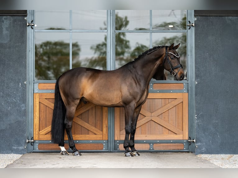 KWPN Wallach 9 Jahre 164 cm Dunkelbrauner in Mol