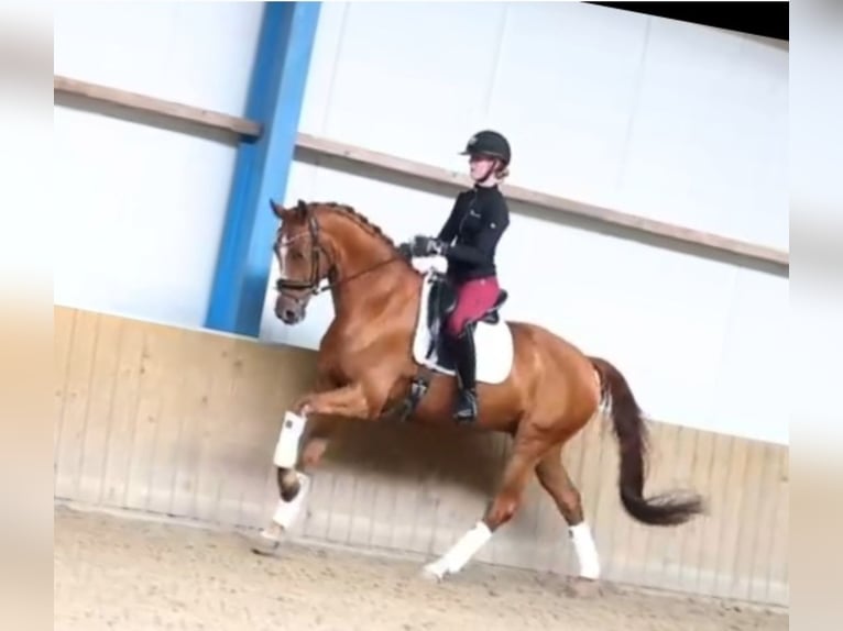 KWPN Wallach 9 Jahre 164 cm Fuchs in Neuss