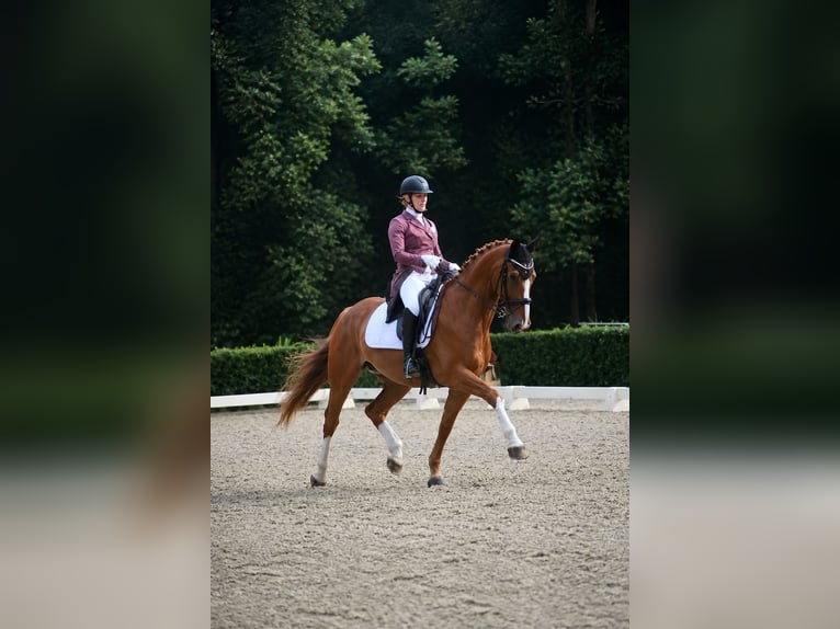 KWPN Wallach 9 Jahre 165 cm Fuchs in Genemuiden