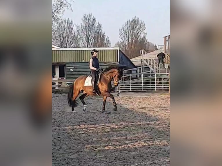 KWPN Wallach 9 Jahre 166 cm Brauner in Renesse