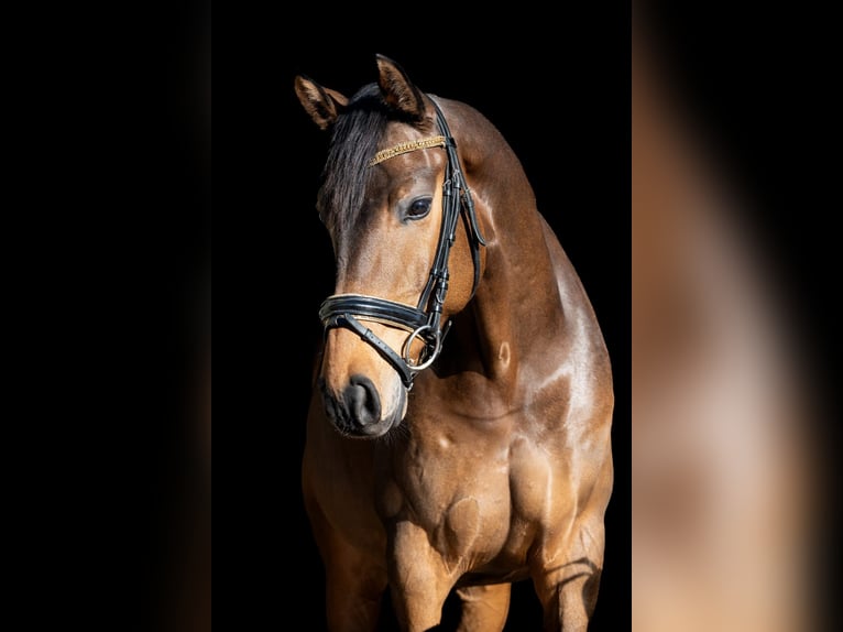 KWPN Wallach 9 Jahre 166 cm Brauner in Renesse