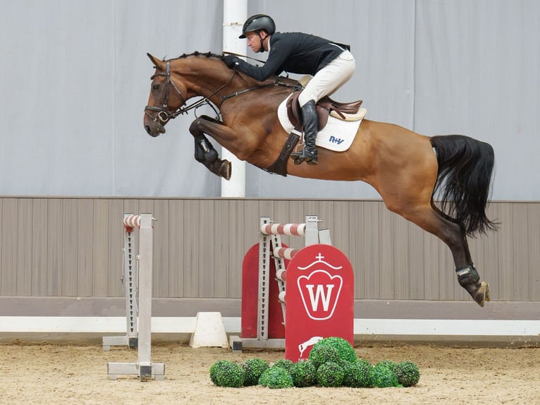 KWPN Wallach 9 Jahre 166 cm Brauner in Mnster-Handorf