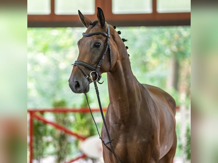 KWPN Wallach 9 Jahre 166 cm Brauner in Mnster-Handorf