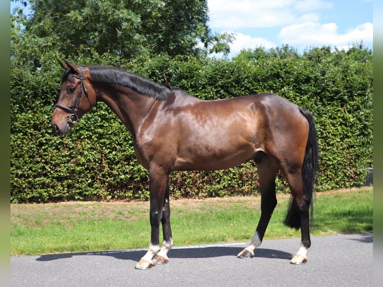 KWPN Wallach 9 Jahre 166 cm Dunkelbrauner in Geilenkirchen