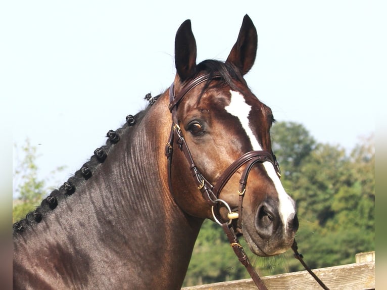 KWPN Wallach 9 Jahre 166 cm Schwarzbrauner in Bad DürrheimSunthausen