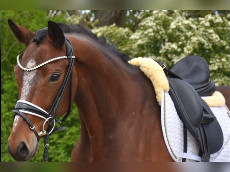 KWPN Wallach 9 Jahre 167 cm Brauner in Neuss