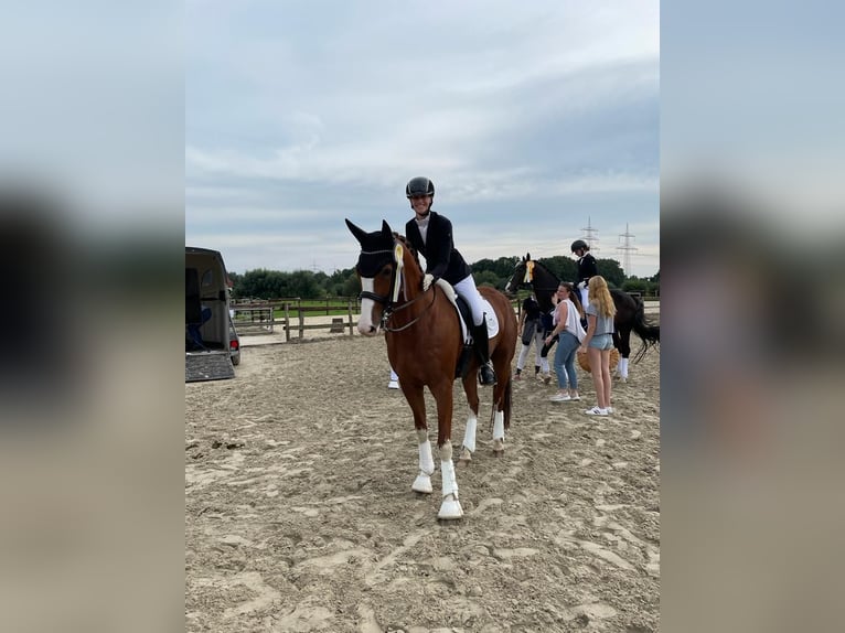 KWPN Wallach 9 Jahre 167 cm Fuchs in Marl