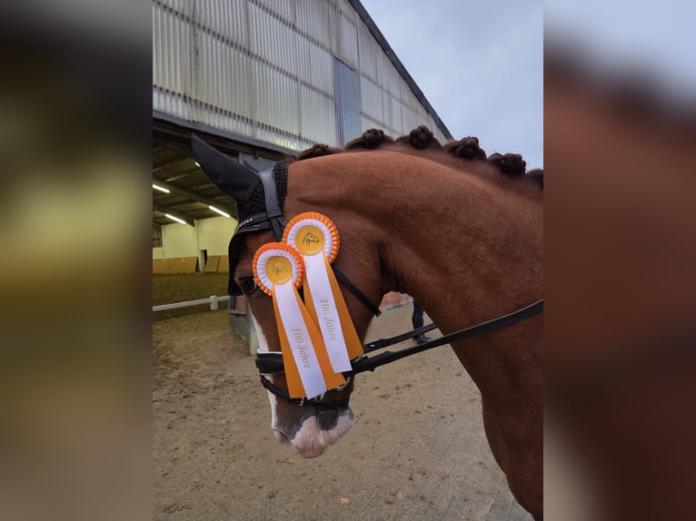 KWPN Wallach 9 Jahre 167 cm Fuchs in Marl