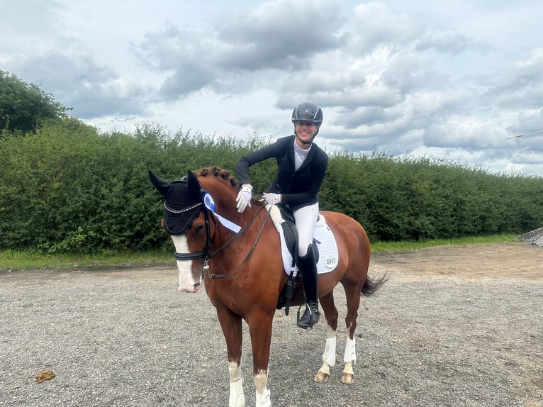 KWPN Wallach 9 Jahre 167 cm Fuchs in Marl