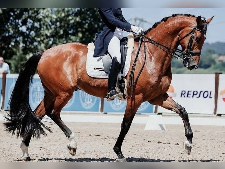 KWPN Wallach 9 Jahre 167 cm Hellbrauner in Asten