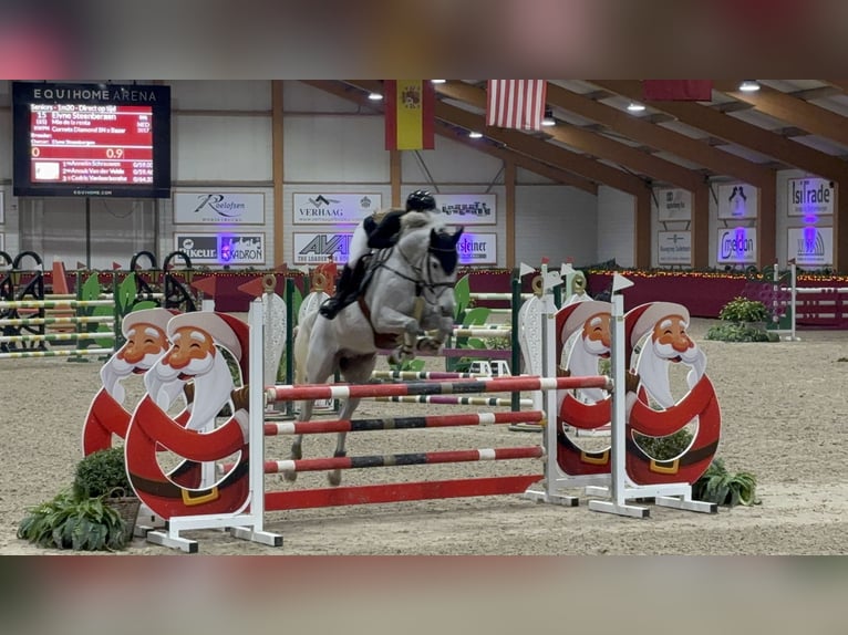 KWPN Wallach 9 Jahre 168 cm Blauschimmel in Voorschoten