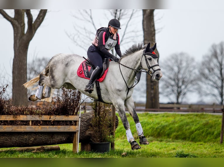 KWPN Wallach 9 Jahre 168 cm Blauschimmel in Opende