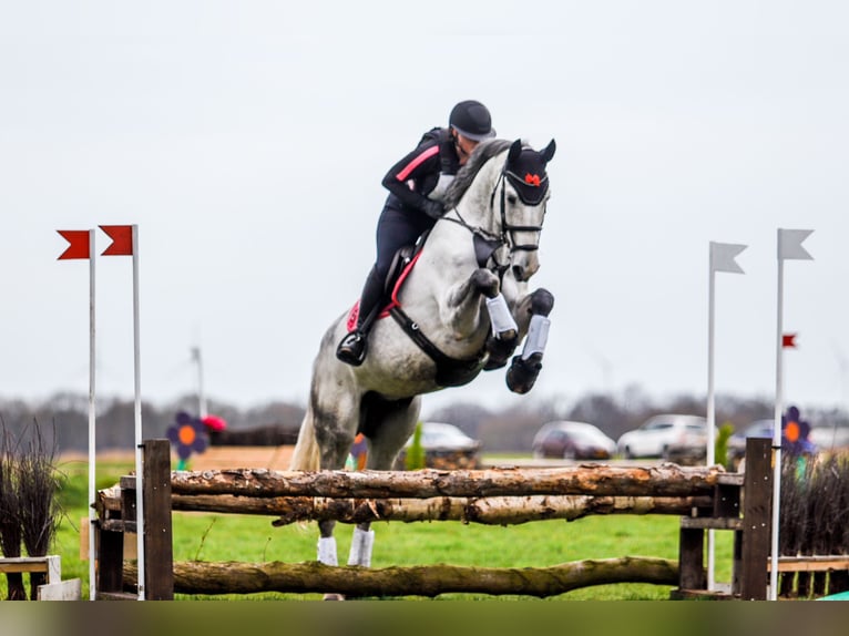 KWPN Wallach 9 Jahre 168 cm Blauschimmel in Opende