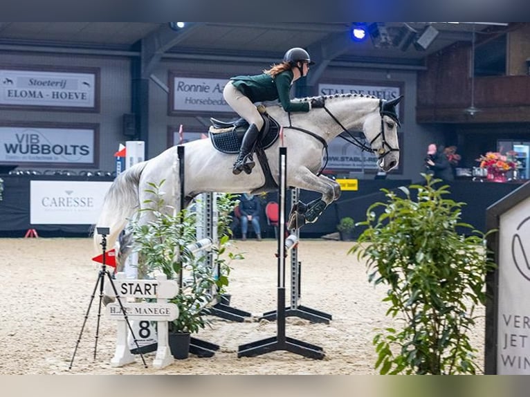 KWPN Wallach 9 Jahre 168 cm Blauschimmel in Opende