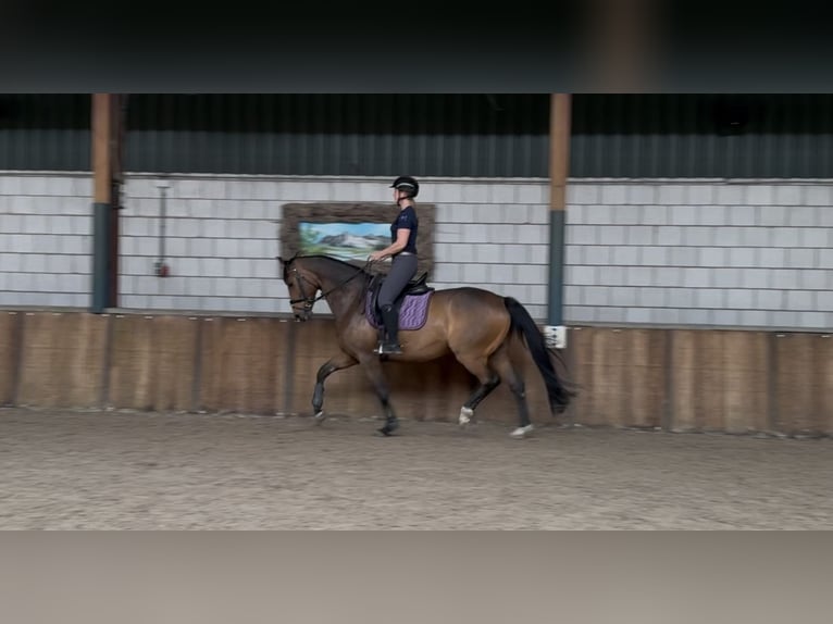 KWPN Wallach 9 Jahre 168 cm Dunkelbrauner in Oud Gastel
