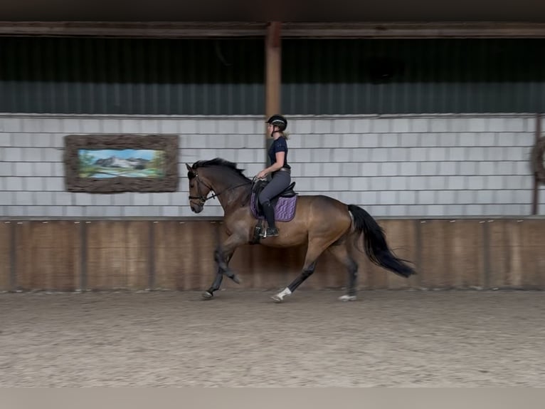 KWPN Wallach 9 Jahre 168 cm Dunkelbrauner in Oud Gastel