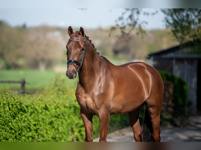 KWPN Wallach 9 Jahre 168 cm Dunkelfuchs in Puth