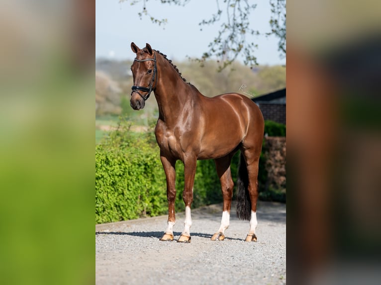KWPN Wallach 9 Jahre 168 cm Dunkelfuchs in Puth