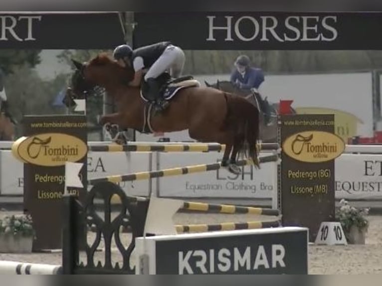 KWPN Wallach 9 Jahre 168 cm Fuchs in Milano