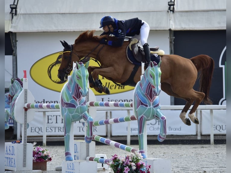 KWPN Wallach 9 Jahre 168 cm Fuchs in Milano