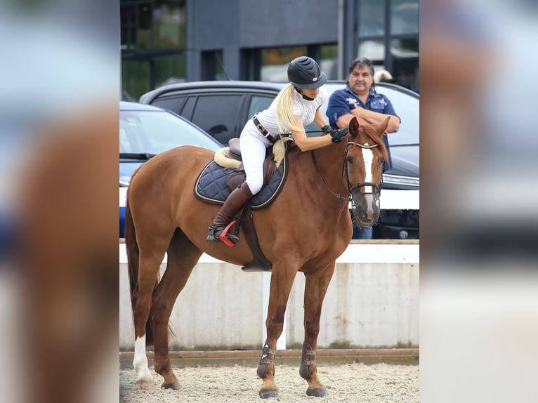 KWPN Wallach 9 Jahre 168 cm Fuchs in Bottenwil