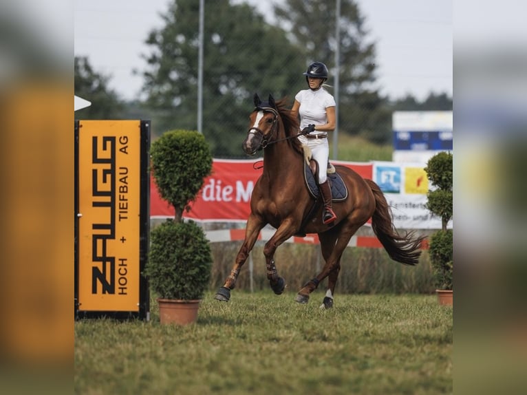 KWPN Wallach 9 Jahre 168 cm Fuchs in Bottenwil