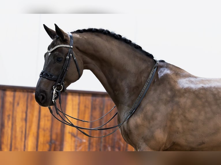 KWPN Wallach 9 Jahre 168 cm Rappe in Kwadijk