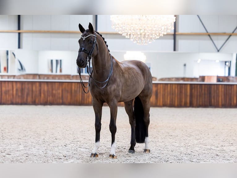 KWPN Wallach 9 Jahre 168 cm Rappe in Kwadijk