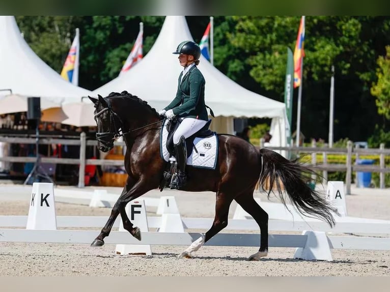 KWPN Wallach 9 Jahre 168 cm Rappe in Wijdewormer