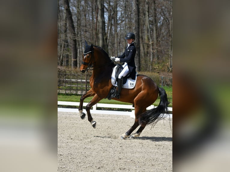 KWPN Wallach 9 Jahre 168 cm Rappe in Wijdewormer