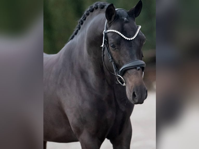 KWPN Wallach 9 Jahre 168 cm Rappe in Wijdewormer