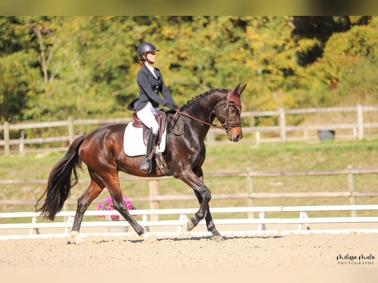 KWPN Wallach 9 Jahre 168 cm Schwarzbrauner in Birac