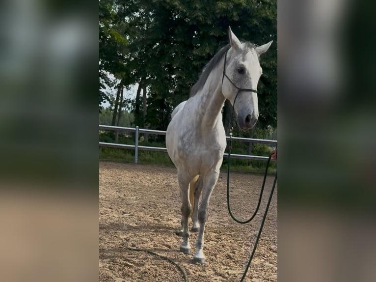 KWPN Wallach 9 Jahre 169 cm Schimmel in Gnadenwald