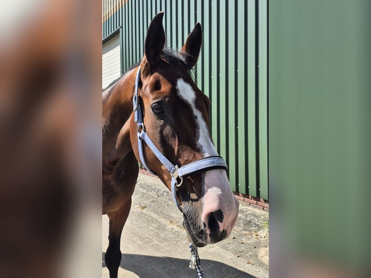 KWPN Wallach 9 Jahre 170 cm Brauner in Leer (Ostfriesland)